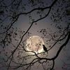 thuraya4_