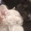 heartstopperussy