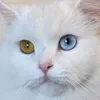 dyfvrfo9urm7