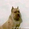 axel_papumisterioso