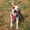 amstaff_heera