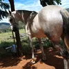 delbatista2