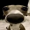 danxzyz7