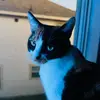 thisisntavaw
