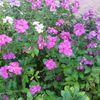 ranaelbehairy5