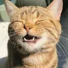 milo_mylo