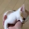 ._.baby.bat