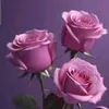 العراق كربلاء
