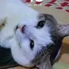 pabflimabathur
