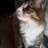 healing_kitten