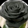 38kayserim