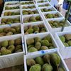Durian Agus Batam