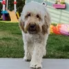 _sadiethecockapoo_