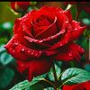 lija.jannat42