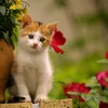 bobbythecat01