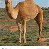 thecamel81