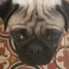 toddypug