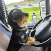 trucker_dackel_lucy