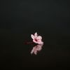 ghadah_asere