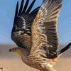 free.falcon579