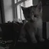 praim_redzymr