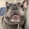 whiskey_thefrenchbulldog