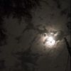 ali_yy81