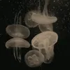 soaphia45