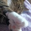 cat__clouds