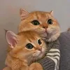 vip_nour3i2