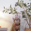 hakunamatatachali