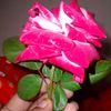 shamimva4