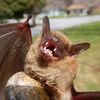 happybat_