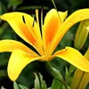 lirio_do_campo77