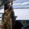 furrybaby04