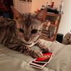 milkdrunkkitten