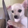alfredo_bonito