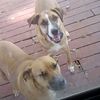 nerdboysandthedoggos21