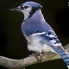 bluejayballs