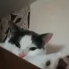 catlover86426935