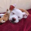 gingerwafwaf