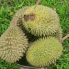 ameerasyraf2529