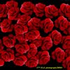 amiraghaly959