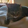 samusboops