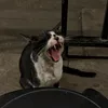shelovesfrank