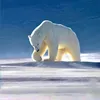 sarah_shah16