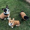 in.the.dog_house