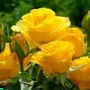 .mar_inna