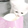 mokoismycat