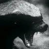 taobkronh4
